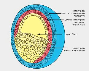 שלוש שכבות העובר